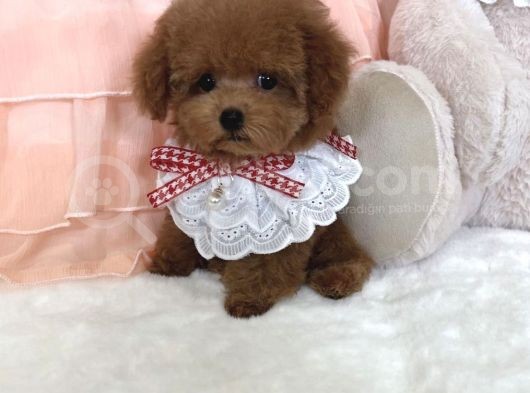 Safkan Toy Poodle Yavrular