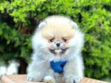 Safkan Teddy Bear Pomeranian Boo Yavrularımız