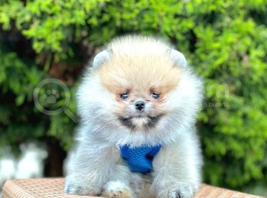 Safkan Teddy Bear Pomeranian Boo Yavrularımız görsel