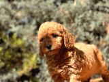 Toy Poodle Bebekleri̇