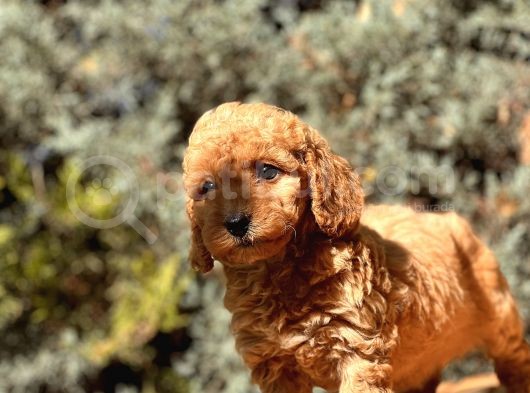 Toy Poodle Bebekleri̇ görsel