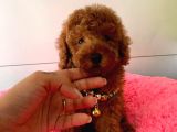 Orji̇nal Toy Poodle Yavrular