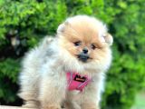 Safkan Teddy Bear Pomeranian Boo Yavrularımız