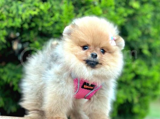 Safkan Teddy Bear Pomeranian Boo Yavrularımız görsel