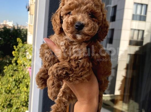 Evinizin Maskotu Olucak Toypoodle Bebekler görsel