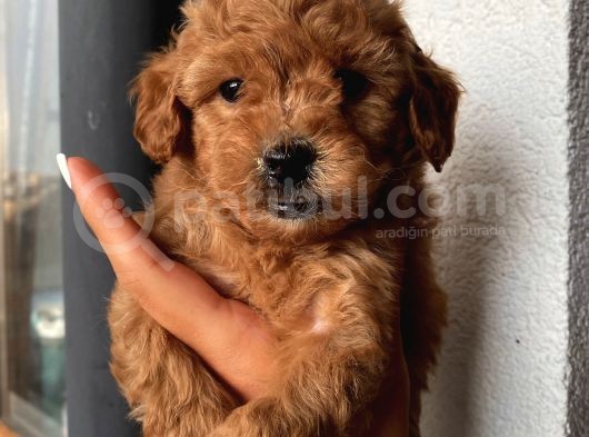 Muhteşem Poodle Yavrularımız görsel