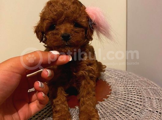 Ev Ortamında Büyüyen Toypoodle Yavrularımız görsel