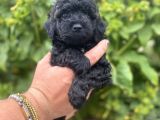 Si̇yah İnci̇ Poodle Bebeği̇mi̇z A Kali̇te