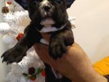 French Bulldog Yavrular