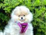 Safkan Teddy Bear Pomeranian Boo Yavrularımız