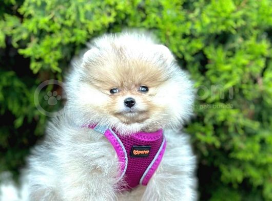 Safkan Teddy Bear Pomeranian Boo Yavrularımız görsel