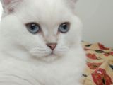 4 Aylık Erkek