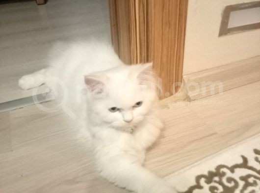 Çok Uysal Ve Sevimli görsel