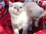 Kalici Mavi̇ Göz British Golden Point Shorthair Yavrularimiz