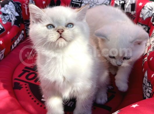 Kalici Mavi̇ Göz British Golden Point Shorthair Yavrularimiz görsel