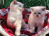 Kalici Mavi̇ Göz British Golden Point Shorthair Yavrularimiz