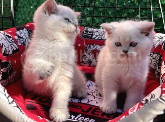 Kalici Mavi̇ Göz British Golden Point Shorthair Yavrularimiz görsel
