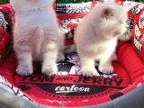 Kalici Mavi̇ Göz British Golden Point Shorthair Yavrularimiz