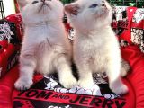 Kalici Mavi̇ Göz British Golden Point Shorthair Yavrularimiz