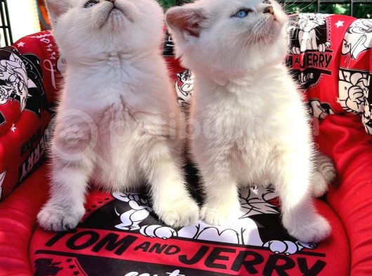 Kalici Mavi̇ Göz British Golden Point Shorthair Yavrularimiz görsel