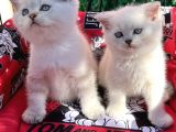 Kalici Mavi̇ Göz British Golden Point Shorthair Yavrularimiz