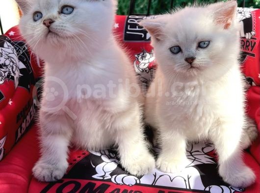 Kalici Mavi̇ Göz British Golden Point Shorthair Yavrularimiz görsel