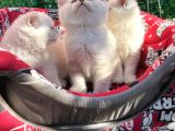 Kalici Mavi̇ Göz British Golden Point Shorthair Yavrularimiz