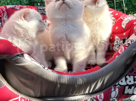Kalici Mavi̇ Göz British Golden Point Shorthair Yavrularimiz görsel