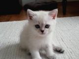 İzmir Beyaz British Shorthair Yavrularımız