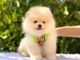 Krem Pomerani̇an Boo Oğlumuz