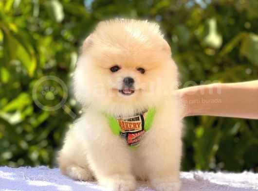 Krem Pomerani̇an Boo Oğlumuz görsel