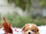 Teacup Maltipoo Bebeklerim