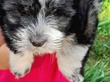 Yavru Terrier