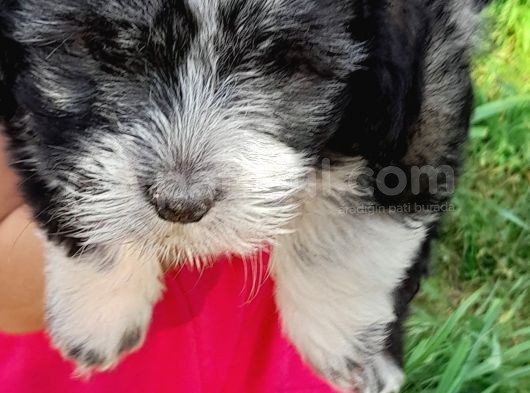 Yavru Terrier görsel
