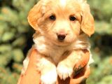 Sütlü Kahveli̇ Teacup Di̇şi̇ Malti̇po