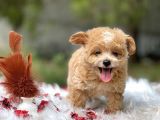 Teacup Maltipoo Bebeklerim