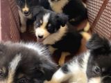 Ruhsatlı Köpek Çifliğimizden Border Collie Yavrularımız