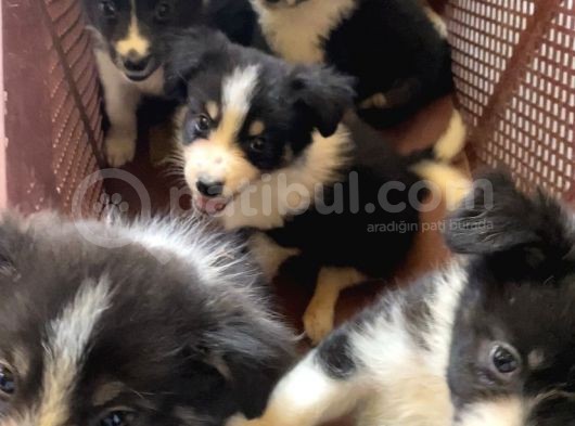 Ruhsatlı Köpek Çifliğimizden Border Collie Yavrularımız görsel