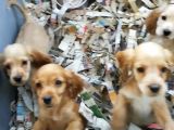 Ruhsatlı Köpek Çifliğinden Amerikan Cocker Yavruları