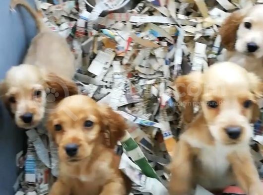 Ruhsatlı Köpek Çifliğinden Amerikan Cocker Yavruları görsel