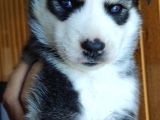 Ruhsatlı Köpek Çifliğimizden Husky Yavruları