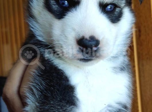 Ruhsatlı Köpek Çifliğimizden Husky Yavruları görsel