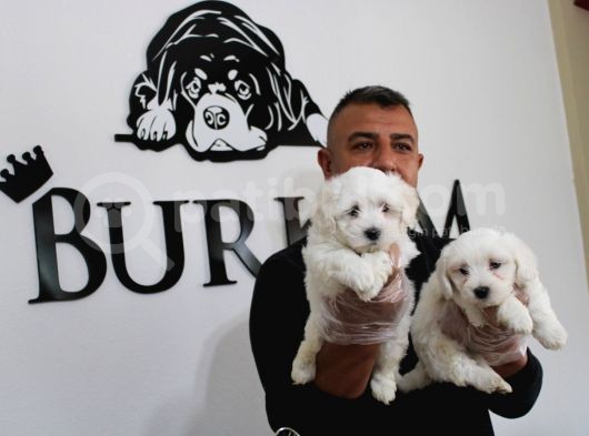 Ruhsatlı Köpek Çifliğimizden Maltıs Teriyer Yavruları