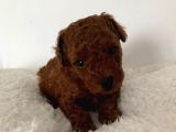 Red Brown Orji̇nal Toy Poodle