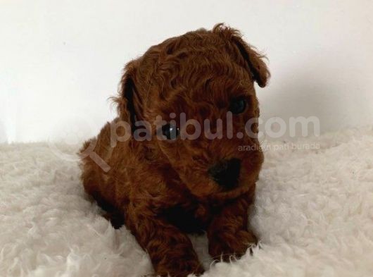 Red Brown Orji̇nal Toy Poodle görsel
