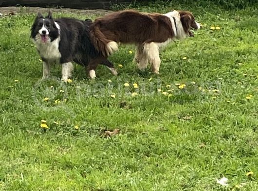 Ruhsatlı Köpek Çifliğimizden Border Collie Yavrularımız görsel