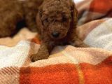 Red Brown Orji̇nal Toy Poodle