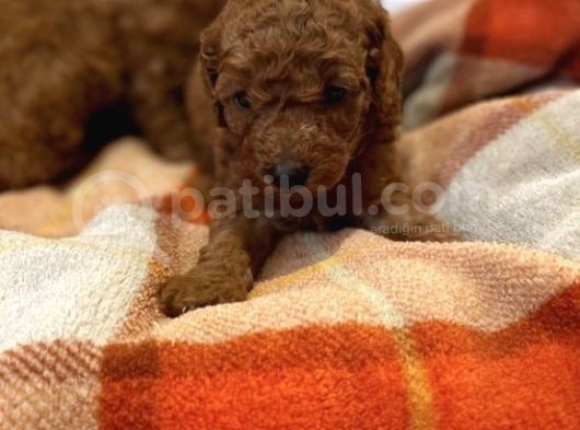 Red Brown Orji̇nal Toy Poodle görsel
