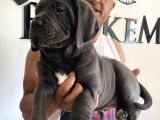 Ruhsatlı Köpek Çifliğimizden Cane Corsa Yavruları