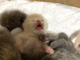 Scottish Fold